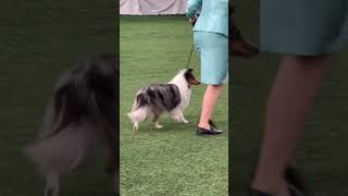 Best of show International Dogs Show «Фаворит 2024» Kazakstan Almaty dogshow dogshorts [upl. by Nalon]