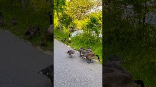 Geese families raising goslings together  Horizons視野  goose  wildlife  gosling  lake [upl. by Enelyam]