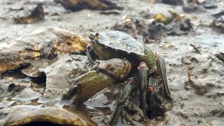 UW research on European green crabs [upl. by Marcela]