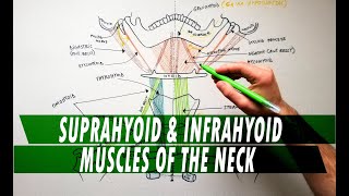 Suprahyoid amp Infrahyoid muscles of the neck  Anatomy Tutorial [upl. by Scheck]