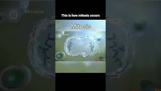 The process of mitosis explained beautifully 😍 [upl. by Moreville]