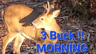 Oct 26 2024 Buck Working Scrape 3 Bucks 2 I could Shoot 10 Yards Bow Season October Deer Hunting [upl. by Llireva]