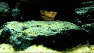 Julidochromis dickfeldi fry [upl. by Ainwat]