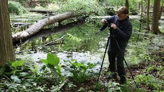 Creating Art in a Skunk Cabbage Swamp [upl. by Jaworski728]