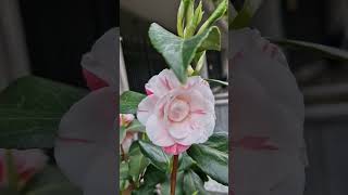 Camellia Japonica [upl. by Nabla]