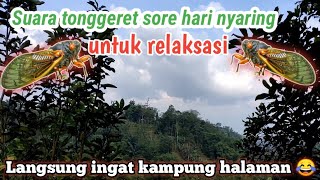 Suara Tonggeret Sore Hari Nyaring  1Jam Nonstop  Relaksasi [upl. by Nirahs]