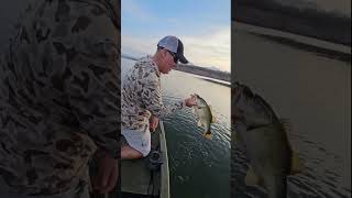 Inexpensive Swimbaits Work at Lake El Salto fishing shorts elsalto [upl. by Atikahc]