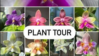 Plant Tour  My orchid collection vlagmas [upl. by Romilly]