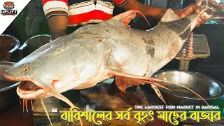 বরিশালের সর্ব বৃহৎ মাছের বাজার  The Largest Fish Market in Barisal  Uplift Bangladesh [upl. by Grimonia]