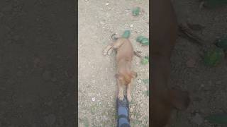 Inse vi pyaar kro 😍streetdog doglover trending shorts cute cutepuppy [upl. by Rogozen]