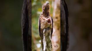 Potoos How Potoo Camouflage potoo birds animalfacts [upl. by Airlia]