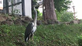 天王寺公園 Tennoji Park 27th August 2024 at around 1106am grey heron [upl. by Ytram855]