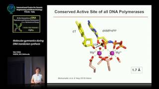 W Yang  Molecular gymnastics during DNA translesion synthesis [upl. by Elnore232]