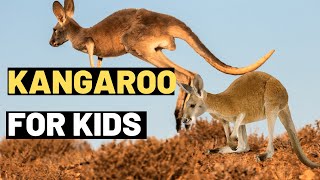 Kangaroo Facts for Kids Learn About the Amazing Marsupial [upl. by Gardiner]