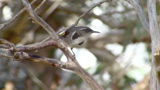 Crescent Honeyeater [upl. by Michell]