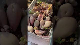 Propagate succulent from leaves [upl. by Jaunita]