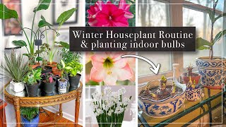 Winter House Plant Routine amp Planting Indoor Bulbs  Amaryllis amp Paperwhite Bulbs for Winter Flowers [upl. by Sidwell]