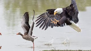 Can Greylag Goose Escape From Eagle Attack [upl. by Arbe]