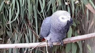 parrot sounds for your parrot  african grey parrot happy sounds [upl. by Akcirederf]