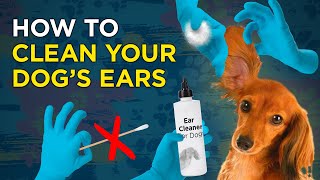 How to Clean Your Dogs Ears  VetVid Dog Care Video [upl. by Ahsiekel]