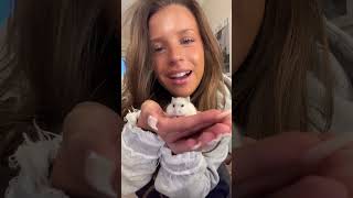 Vad har vi för husdjur Orm  Hamster Hund katt X STQ SAGA HEDVIGSS pov storytime Prenumerera 🔥 [upl. by Berg326]