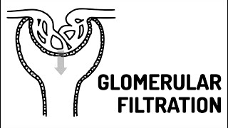 GLOMERULAR FILTRATION made easy [upl. by Elison283]