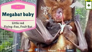 Australian rescued Bats  Rehab  Bat Megabat Little Red baby born Flyingfox Fruit bat❤️🦇 [upl. by Nilyam]