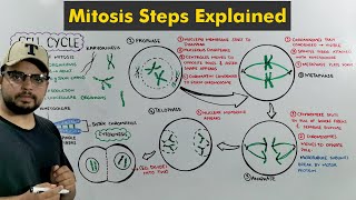 Cell Cycle Mitosis in Detail [upl. by Alverta]