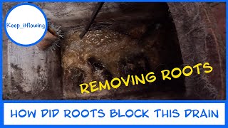 How did roots cause this drain to block [upl. by Apilef143]