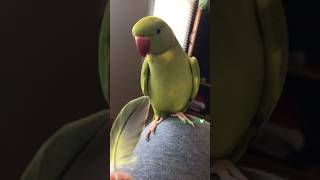 Feeling extra Proud 😁 talkingparrot talkingbirds pets [upl. by Anerok746]