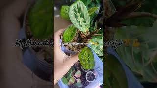 Marantaprayerplant maranta balcony nature birdsnatureplants houseplants rareplants garden [upl. by Tnahsarp413]