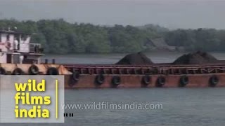 A barge carrying Iron ore at the Mandovi River in Goa [upl. by Menken]