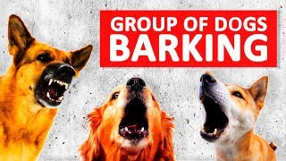 Group of Dogs Barking Sounds to Make your Dog Bark HD [upl. by Ahsikal]