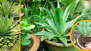 Agave Plant Care amp Propagation  Agave Plant Century Plant Care agave [upl. by Toolis]