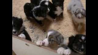 AKC Australian Shepherd Puppies at play [upl. by Undry]