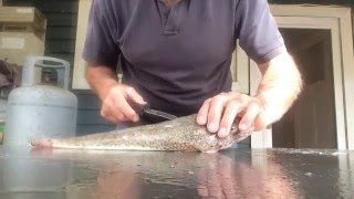 Flathead filleting no bones [upl. by Chastity]