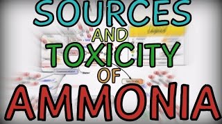 Sources and Toxicity of Ammonia [upl. by Adnoel]