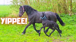 For the first time a Friesian horse with foal in our pasture  Im distracted  Friesian Horses [upl. by Lyrahs]