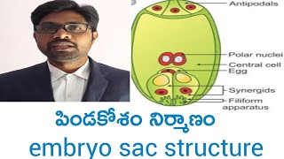 Embryo sac structure intermediate first year botany important questions [upl. by Annig]