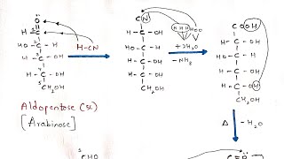 Kiliani Fischer synthesis  Interconversion of Aldopentose to Aldohexose  Arabinose to Glucose [upl. by Lindemann]