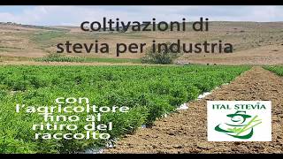 Presentazione stevia MADE IN ITALY con Ital Stevia [upl. by Anagrom]