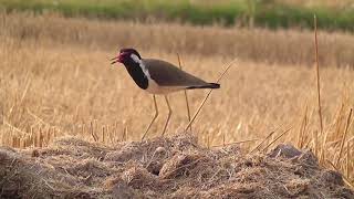 bird sound Red wattled  tateri [upl. by Dian743]