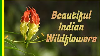 Top Wildflowers of India  Beautiful  Colorful Flowers from Indian Jungle [upl. by Naimed]