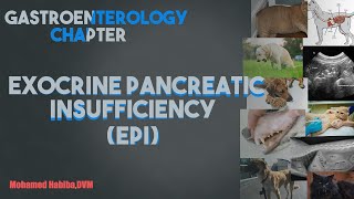 Exocrine Pancreatic Insufficiency EPI lecture 5 [upl. by Nac]