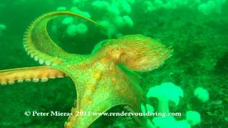 Giant Pacific Octopus swims with diver [upl. by Lletnahc]