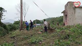 Cutting down a 40 year old coconut tree life in the mountains of Vietnam [upl. by Peednam390]