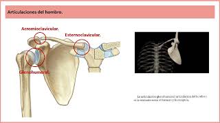 25 Articulaciones del hombro Clase de Anatomía Humana de Gray [upl. by Kakalina]