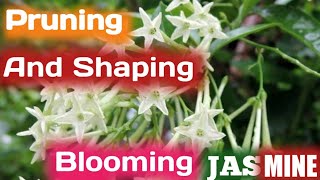 How To Prune Night Blooming Jasmine  Shaping And Pruning Blooming Jasmine  Growing Faster [upl. by Sucirdor]