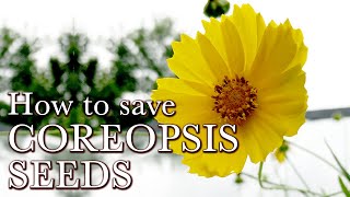 How to Save Coreopsis Seeds  Easy Flower Seeds to Collect  Lanceleaf Coreopsis Seed Saving [upl. by Ahsikam599]