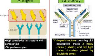 Difference between Antigen and Antibody Antigen vs Antibody [upl. by Edy]